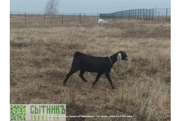 Фермерское поле раздолье для нубийских коз