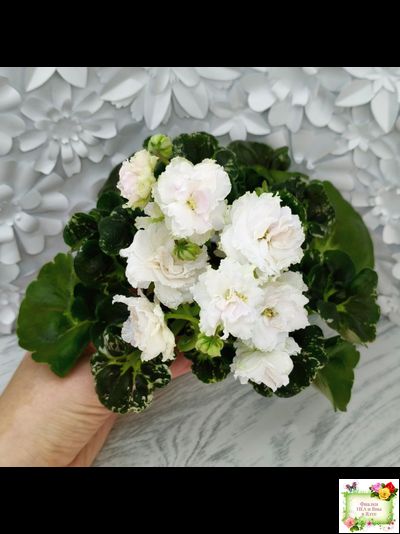 МТ-Кокилье (М. Тотиева) 2023 г.