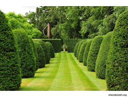 Туя Смарагд - Smaragd