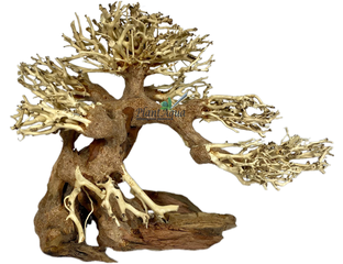 Коряга SwetAqua 014s "Дерево Бонсай" 22x12x17