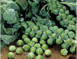 Капуста брюссельская Бриллиант, 9 шт