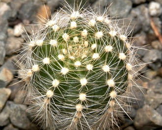 Echinopsis ‘Oriole’ x Lobivia arachnacantha torrecillasensis (D=25mm, Н=50-60mm)