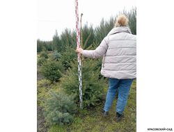 Ель колючая Глаука - фотография измерения - красовский-сад.рф