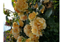 IMG_5330.jpeg