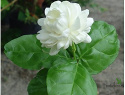 Жасмин Grand Duke of Tuscany