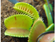 Dionaea muscipula Patches