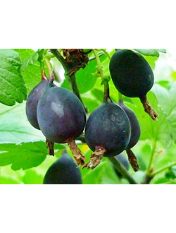 Крыжовник Чёрный Негус