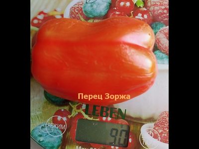 Перец сладкий Зоржа