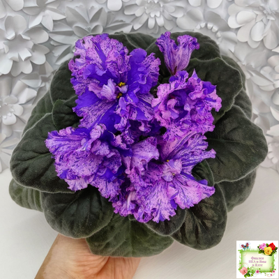 ВаТ-Инопланетянин (Т. Валькова) 2015 г. (стартер из цветоноса)