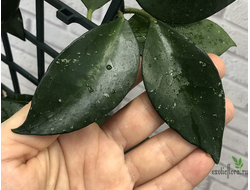 Hoya Sipitangensis