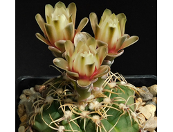 Gymnocalycium gaponii ssp.macrocarpum VG-317 - 5 семян