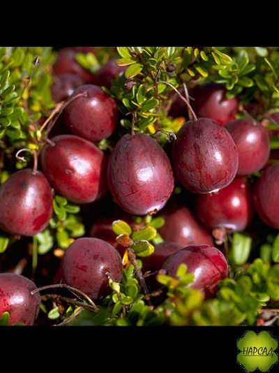 Клюква крупноплодная "БЕН ЛИР" (ранняя, морозоустойчивая)