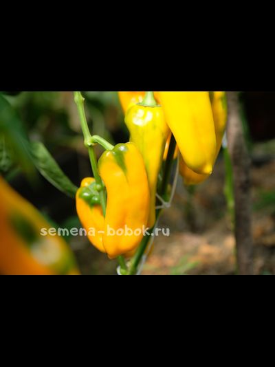Перец сладкий Nocera Giallo (Носера Джиалло), 10 шт