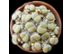 Lithops salicola &#039;maculate&#039; C086 - 5 семян