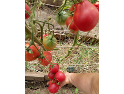 Томат Крымская роза