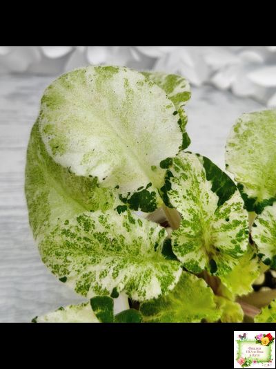 КНН-Крокус химерный спорт по листу