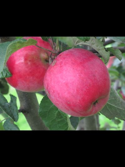 Степная красавица (яблоня)