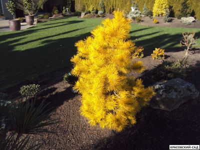 Сосна Желтая - Pinus Ponderosa