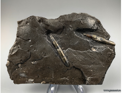 Пирит, замещение по белемниту во вмещающей породе. КЧР. Россия. 125*81*14мм