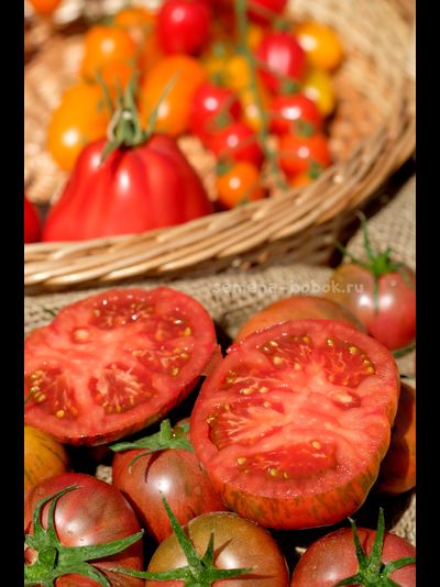 Томат Ярсон 26 (Jarson 26), 10 шт