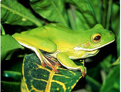 Белогубая квакша (Litoria infrafrenata)