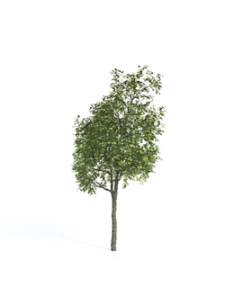 лиственные Дуб 20