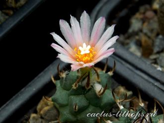 Turbinicarpus schwarzii v.rubriflorus (семена)