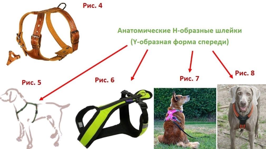 Как выглядит анатомическая шлейка для собак