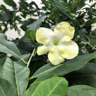 Brunfelsia Americana