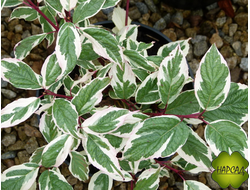 ДЕРЕН "СИБИРИКА ВАРИЕГАТА" Р9