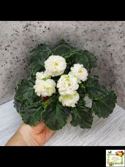 ЕК-Изумрудные Розы (Е.Коршунова) 2018 г.