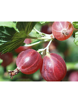 Крыжовник безшипный Командор