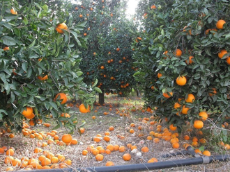 Мандарин красный (Citrus reticulata) Сицилия, цедра (5 мл) - 100% натуральное эфирное масло