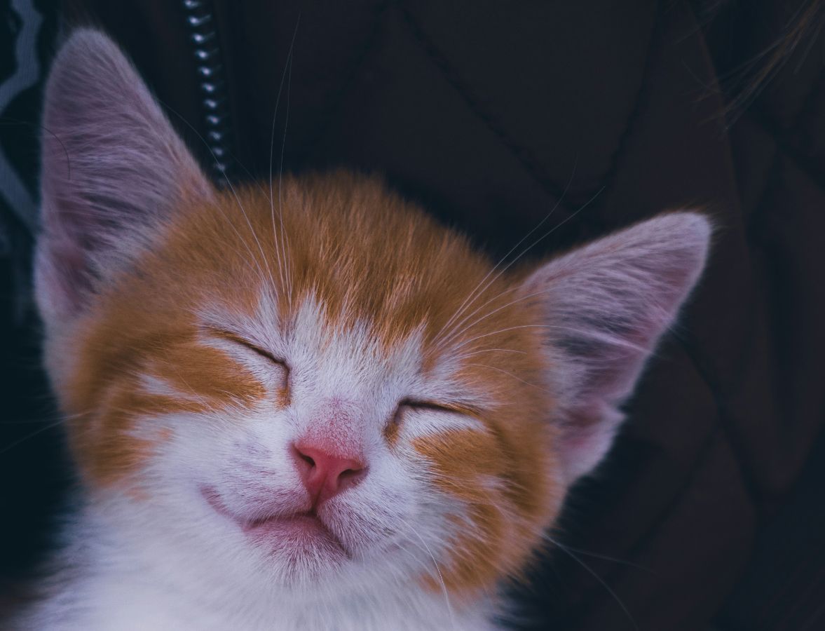 Могут ли коты и кошки видеть сны? Чем отличаются разные фазы сна кошек?