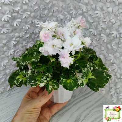 МТ-Кокилье (М. Тотиева) 2023 г.