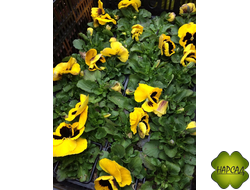 ВИОЛА (АНЮТИНЫ ГЛАЗКИ) 6 ШТ