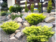 Можжевельник горизонтальный Limeglow (цена: от 2900 руб)