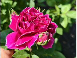 Барон Жиро де Лен (Baron Girod de L’Ain)