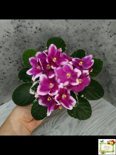 KZ-Источник Вдохновения (И. Заикина) 2023 г.