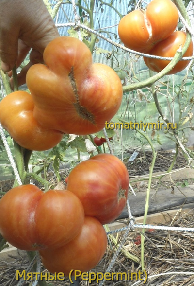 Томат Мятные (Peppermint) США