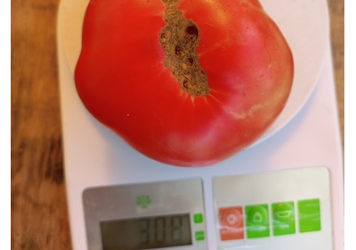 Гном Малли Роуз / Dwarf Mallee Rose