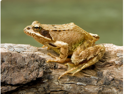 Травяная лягушка, или обыкновенная лягушка (Rana temporaria)