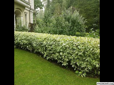 Живая изгородь из дерена