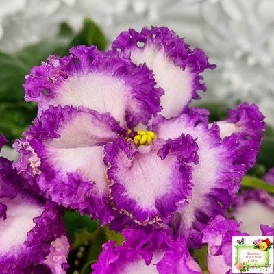 ПТ-Принцесса Ясмин (Т. Пугачева) 2019 г.