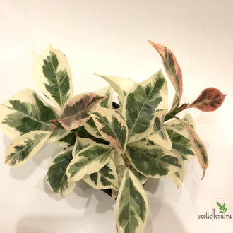 Ficus elastica cv. 'Melany' variegata / Фикус Эластика «Мелани» вариегатный