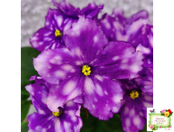 МТ-Свет Кометы (М. Тотиева) 2022 г.