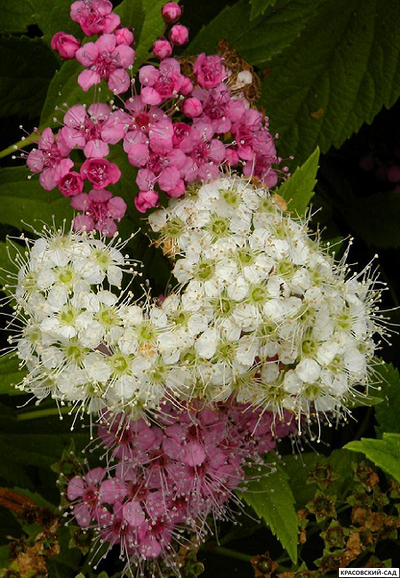 Спирея японская Генпей  Купить в красовский-сад.рф