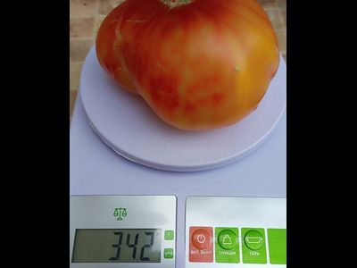 Томат Минни Пинн Страйп (Minnie's Pinn stripe)