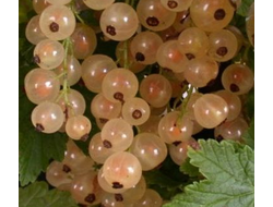 Смородина белая Баяна