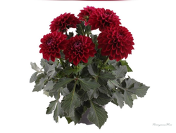 Георгин Labella Medio Dark Red в горшке 1л